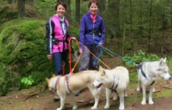 Husky Workshop Thanstein