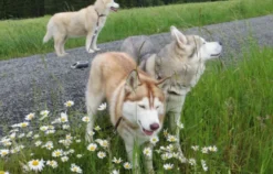 Husky Workshop Thanstein