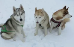Husky Workshop Thanstein