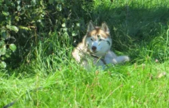 Husky Workshop Thanstein