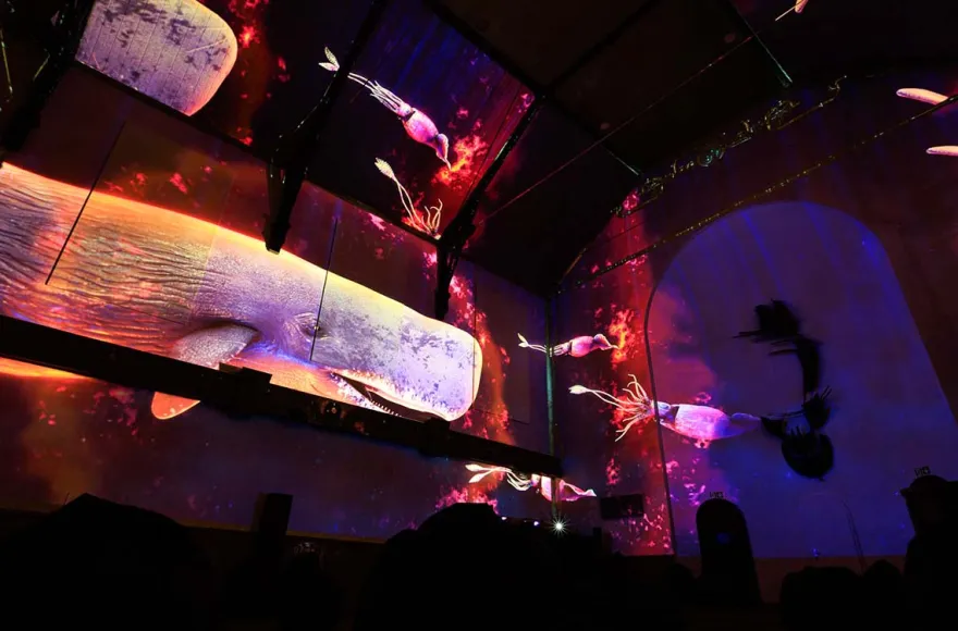 Immersive Show Heidelberg (Pixel Zoo)