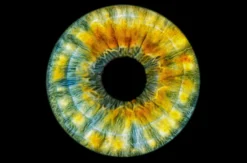 Iris Fotografie Hechingen