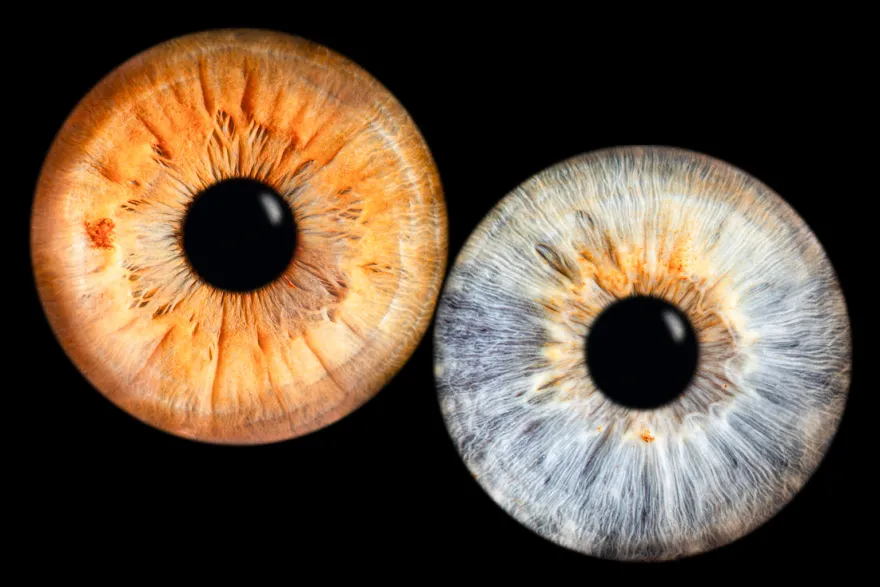 Iris Fotoshooting Compostion Haiger