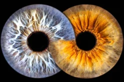 Iris Fotoshooting Langweid