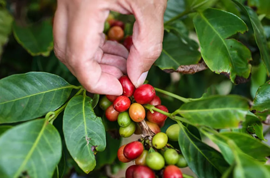 Kaffee Seminar