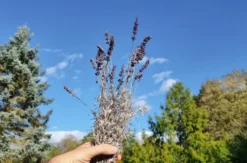 Kräuterwanderung Neunkirchen