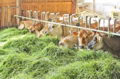 Käse selber machen