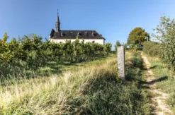 Kulinarische Weinbergwanderung in Worms