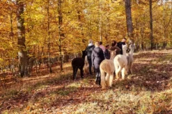 Kurzurlaub für bis zu 5 Personen Dipbach (2 Nächte)