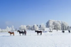 Kurzurlaub im Bayerischen Wald für 2 (2 Nächte) - St. Oswald