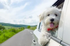 Kurzurlaub mit Hund für 2