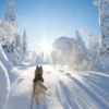 Kurzurlaub Rovaniemi mit Polarlichter-Tour für 2 (2 Nächte)