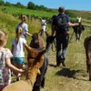 Lama- & Esel-Trekking-Tour für 2 Stadecken-Elsheim