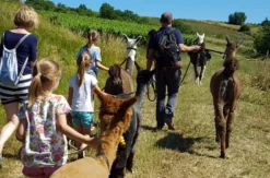 Lama- & Esel-Trekking-Tour für 2 Stadecken-Elsheim