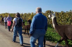 Lama- & Esel-Trekking-Tour für 2 Stadecken-Elsheim