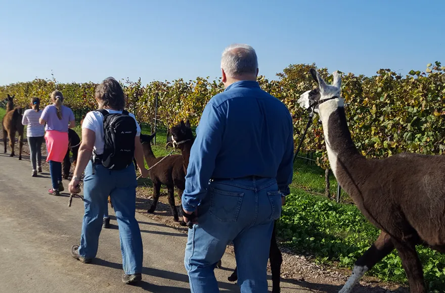 Lama- & Esel-Trekking-Tour für 2 Stadecken-Elsheim