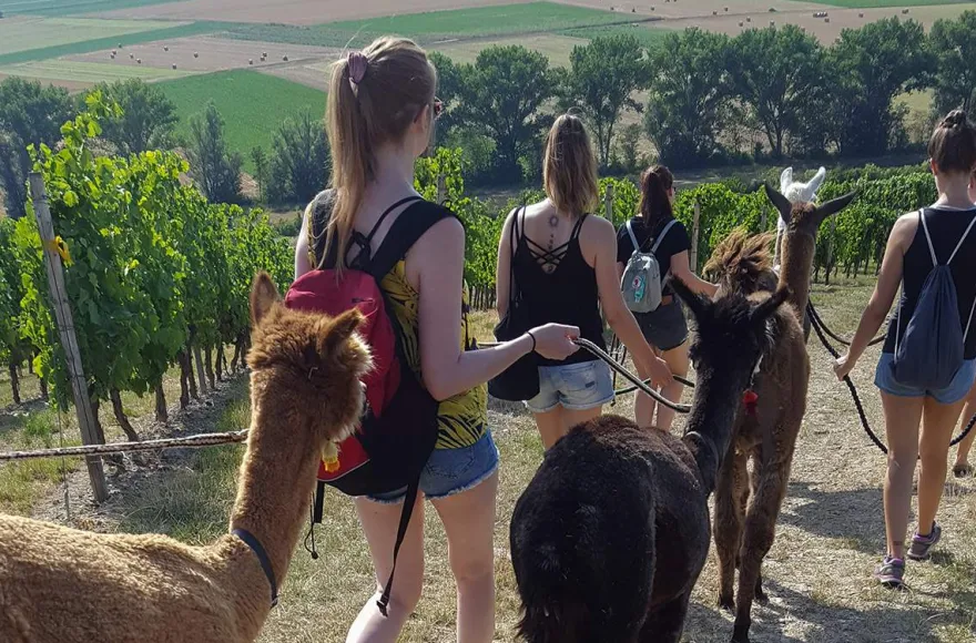 Lama- & Esel-Trekking-Tour für 2 Stadecken-Elsheim