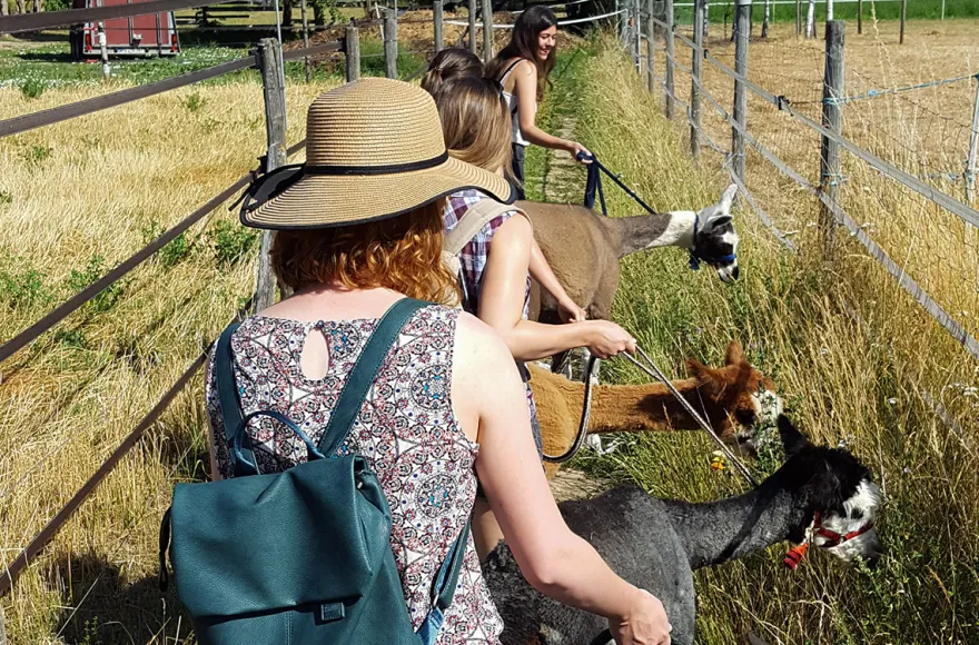 Lama- & Esel-Trekking-Tour für 2 Stadecken-Elsheim