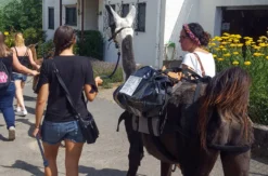 Lama- & Esel-Trekking-Tour Stadecken-Elsheim