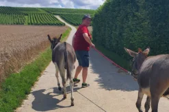 Lama- & Esel-Trekking-Tour Stadecken-Elsheim