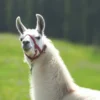 Lama Trekking Poppenhausen für 2