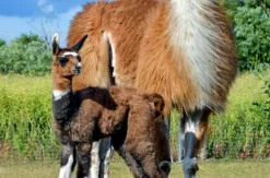 Lama- und Alpaka-Erlebnis Mittenwalde (1-2 Std.)