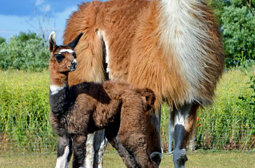 Lama- und Alpaka-Erlebnis Mittenwalde (1-2 Std.)
