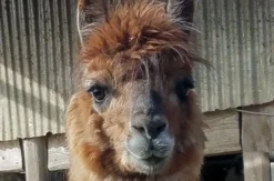 Lama- und Alpaka-Erlebnis Mittenwalde (1-2 Std.)