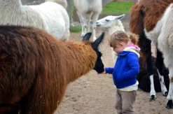 Lama und Alpaka Tour Mittenwalde für 2