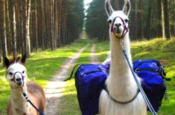 Lama und Alpaka Tour Mittenwalde für 2