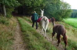 Lama und Alpaka Tour Mittenwalde für 2