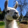 Lama Wanderung Darmstadt (1,5 Std.)