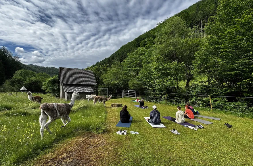 Lama Wanderung mit Yoga & Brunch