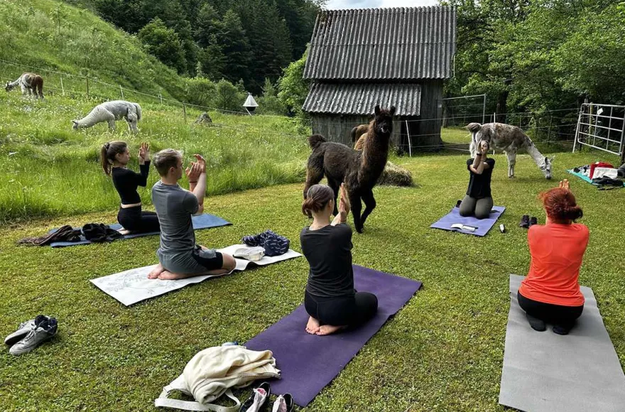 Lama Wanderung mit Yoga & Brunch