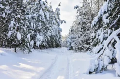 Langlauf lernen Altenberg (Skating)