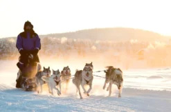 Lappland mit Schlittenfahrt für 2