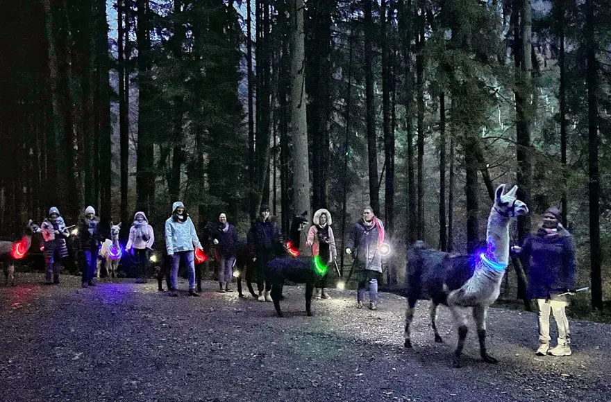 Laternenwanderung mit Alpakas für 2 Neckargerach