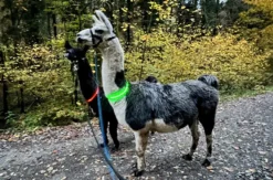 Laternenwanderung mit Alpakas für 2 Neckargerach