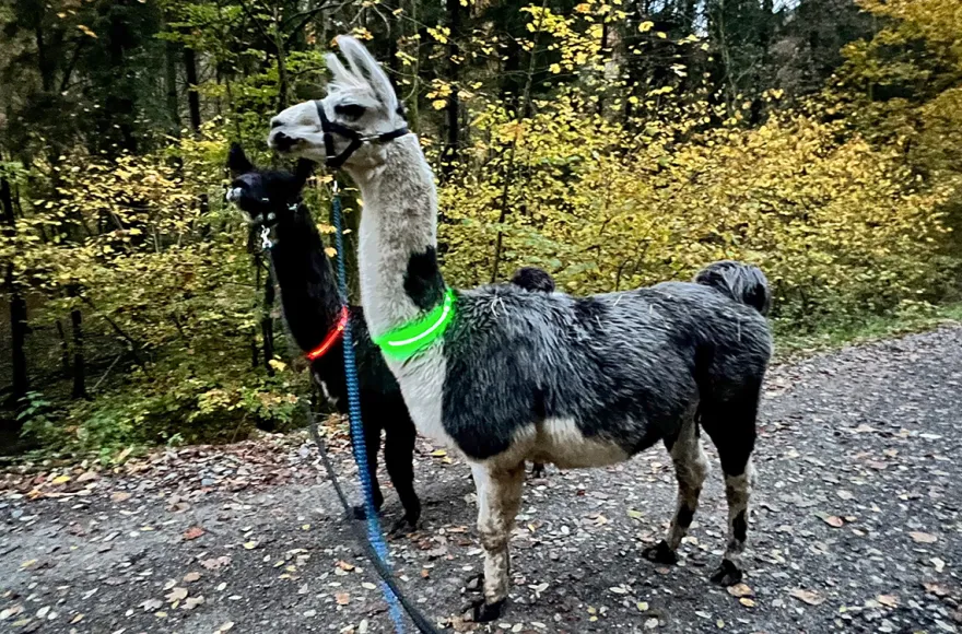 Laternenwanderung mit Alpakas für 2 Neckargerach