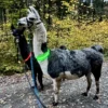 Laternenwanderung mit Alpakas Neckargerach