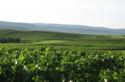Live Online Weinprobe