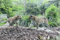 Lunch & Zoo Leipzig für 2