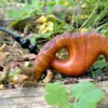 Pfeifen bauen Wintzenbach