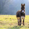 Planwagenfahrt & Eselbegegnung Fichtenau