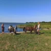Pony Spaziergang