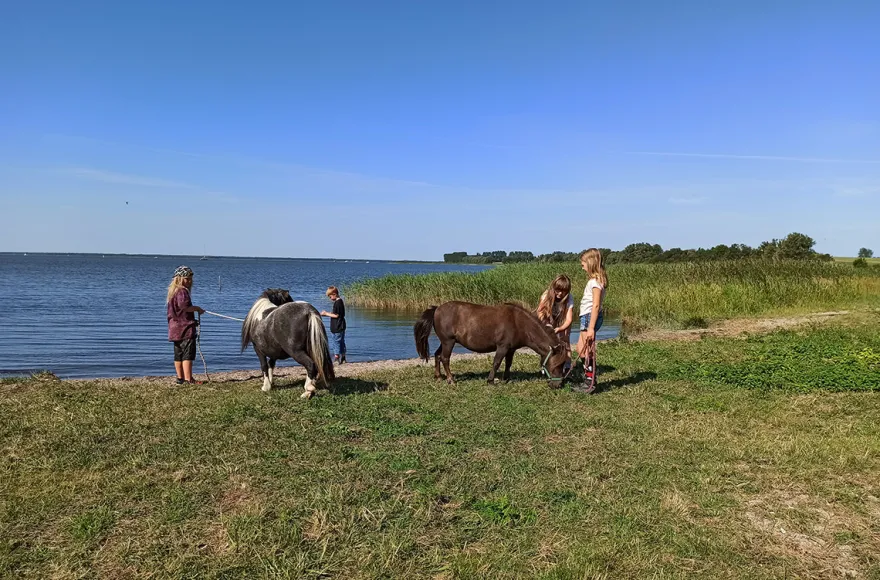 Pony Spaziergang