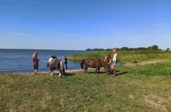 Pony Spaziergang für 2