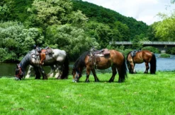 Reiten Windeck