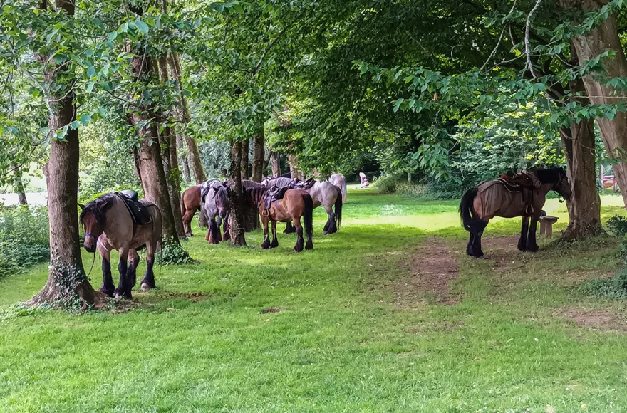 Reiten Windeck