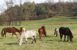 Reitstunde Diebach
